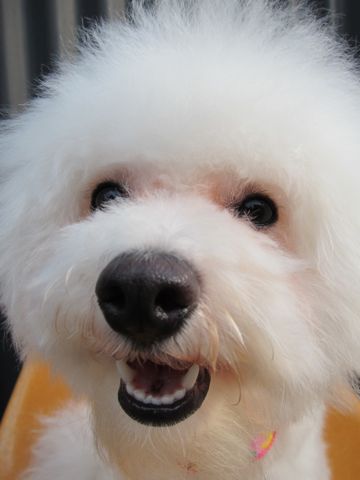 ビションフリーゼトリミング文京区フントヒュッテナノオゾンペットシャワー使用東京hundehutteビションフリーゼスタイル犬大型犬ビアデッド・コリー前見えてる?7.jpg
