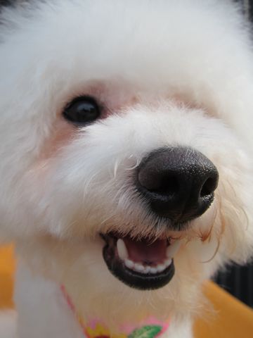 ビションフリーゼトリミング文京区フントヒュッテナノオゾンペットシャワー使用東京hundehutteビションフリーゼスタイル犬大型犬ビアデッド・コリー前見えてる?8.jpg