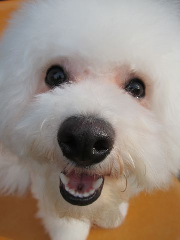 ビションフリーゼトリミング文京区フントヒュッテナノオゾンペットシャワー使用東京hundehutteビションフリーゼスタイル犬大型犬ビアデッド・コリー前見えてる?9.jpg