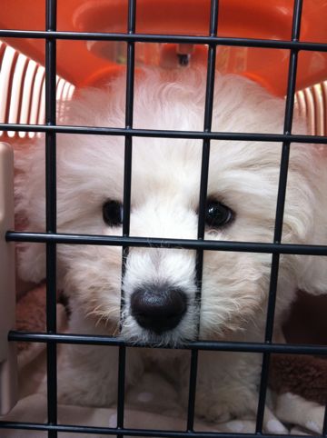 ビションフリーゼフントヒュッテ東京子犬こいぬかわいいビションフリーゼブリーダーかわいいビションフリーゼのいるお店文京区本駒込hundehutte仔犬ビション202.jpg