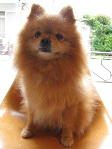 ポメラニアン柴犬カットポメラニアントリミング文京区フントヒュッテナノオゾンペットシャワー使用トリミングサロン東京ポメラニアン柴カットhundehutte本駒込2.jpg