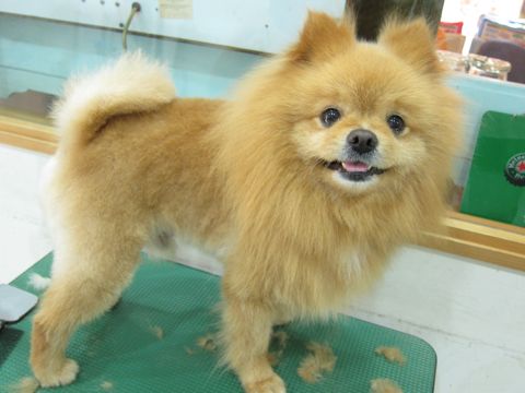 ポメラニアン柴犬カットポメラニアントリミング文京区フントヒュッテナノオゾンペットシャワー使用トリミングサロン東京ポメラニアン柴カットhundehutte本駒込3.jpg
