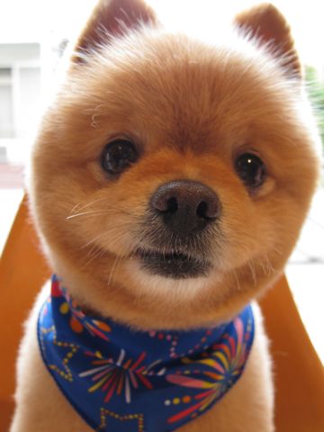 ポメラニアン柴犬カットポメラニアントリミング文京区フントヒュッテナノオゾンペットシャワー使用トリミングサロン東京ポメラニアン柴カットhundehutte本駒込5.jpg