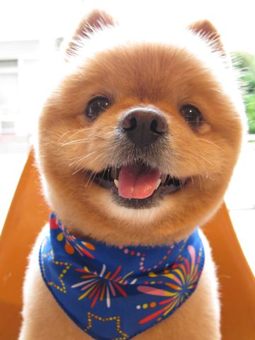 ポメラニアン柴犬カットポメラニアントリミング文京区フントヒュッテナノオゾンペットシャワー使用トリミングサロン東京ポメラニアン柴カットhundehutte本駒込6.jpg