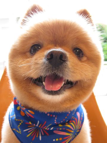 ポメラニアン柴犬カットポメラニアントリミング文京区フントヒュッテナノオゾンペットシャワー使用トリミングサロン東京ポメラニアン柴カットhundehutte本駒込7.jpg
