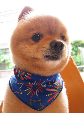 ポメラニアン柴犬カットポメラニアントリミング文京区フントヒュッテナノオゾンペットシャワー使用トリミングサロン東京ポメラニアン柴カットhundehutte本駒込8.jpg