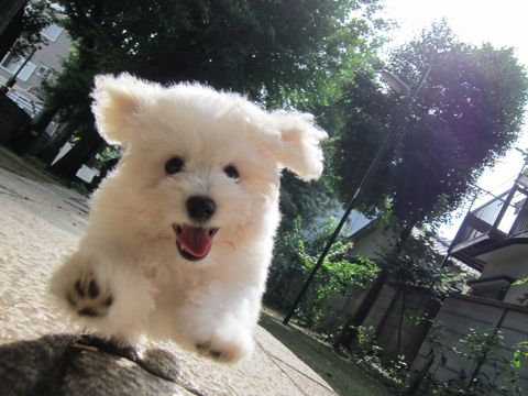 ビションフリーゼフントヒュッテ東京子犬こいぬかわいいビションフリーゼブリーダーかわいいビションフリーゼのいるお店文京区本駒込hundehutte仔犬ビション212.jpg