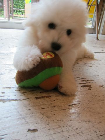ビションフリーゼフントヒュッテ東京子犬こいぬかわいいビションフリーゼブリーダーかわいいビションフリーゼのいるお店文京区本駒込hundehutte仔犬ビション272.jpg