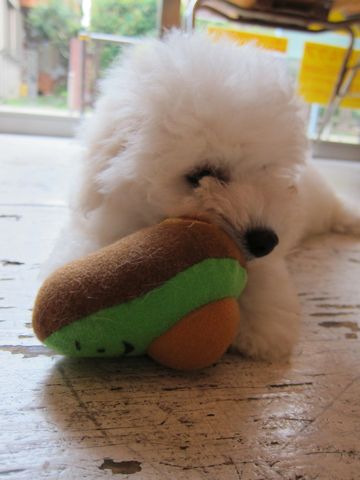 ビションフリーゼフントヒュッテ東京子犬こいぬかわいいビションフリーゼブリーダーかわいいビションフリーゼのいるお店文京区本駒込hundehutte仔犬ビション273.jpg