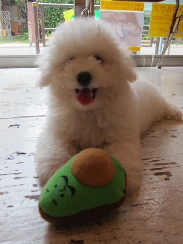 ビションフリーゼフントヒュッテ東京子犬こいぬかわいいビションフリーゼブリーダーかわいいビションフリーゼのいるお店文京区本駒込hundehutte仔犬ビション274.jpg