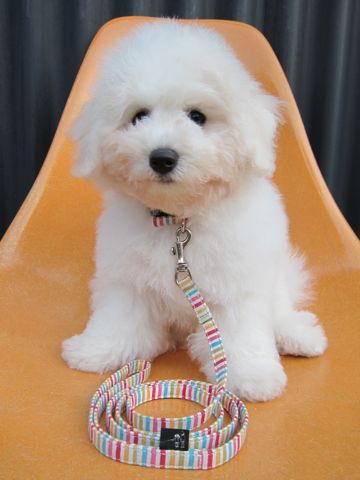 ビションフリーゼフントヒュッテ東京子犬こいぬかわいいビションフリーゼブリーダーかわいいビションフリーゼのいるお店文京区本駒込hundehutte仔犬ビション324.jpg