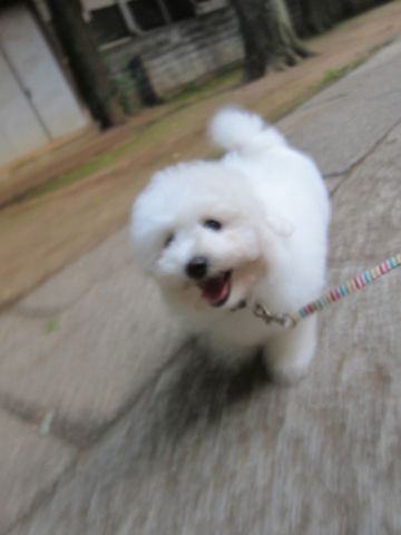 ビションフリーゼフントヒュッテ東京子犬こいぬかわいいビションフリーゼブリーダーかわいいビションフリーゼのいるお店文京区本駒込hundehutte仔犬ビション333.jpg
