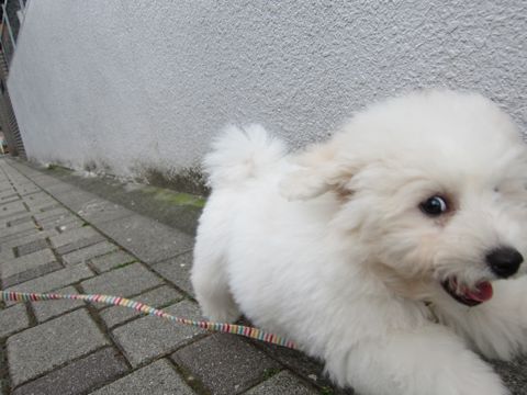 ビションフリーゼフントヒュッテ東京子犬こいぬかわいいビションフリーゼブリーダーかわいいビションフリーゼのいるお店文京区本駒込hundehutte仔犬ビション367.jpg