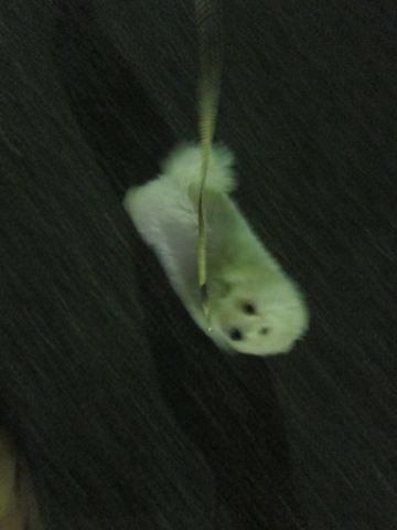 ビションフリーゼフントヒュッテ東京子犬こいぬかわいいビションフリーゼブリーダーかわいいビションフリーゼのいるお店文京区本駒込hundehutte仔犬ビション370.jpg