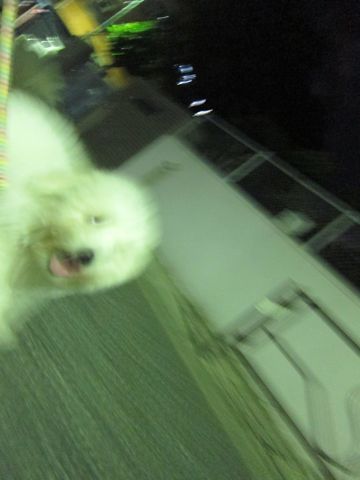 ビションフリーゼフントヒュッテ東京子犬こいぬかわいいビションフリーゼブリーダーかわいいビションフリーゼのいるお店文京区本駒込hundehutte仔犬ビション371.jpg