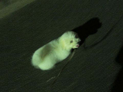 ビションフリーゼフントヒュッテ東京子犬こいぬかわいいビションフリーゼブリーダーかわいいビションフリーゼのいるお店文京区本駒込hundehutte仔犬ビション372.jpg