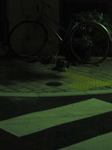 ビションフリーゼフントヒュッテ東京子犬こいぬかわいいビションフリーゼブリーダーかわいいビションフリーゼのいるお店文京区本駒込hundehutte仔犬ビション376.jpg