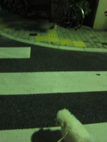 ビションフリーゼフントヒュッテ東京子犬こいぬかわいいビションフリーゼブリーダーかわいいビションフリーゼのいるお店文京区本駒込hundehutte仔犬ビション377.jpg