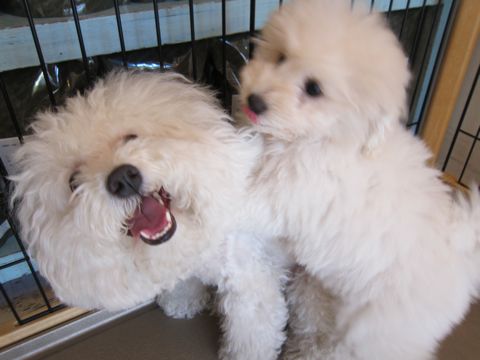 ビションフリーゼフントヒュッテ東京子犬こいぬかわいいビションフリーゼブリーダーかわいいビションフリーゼのいるお店文京区本駒込hundehutte仔犬ビション383.jpg