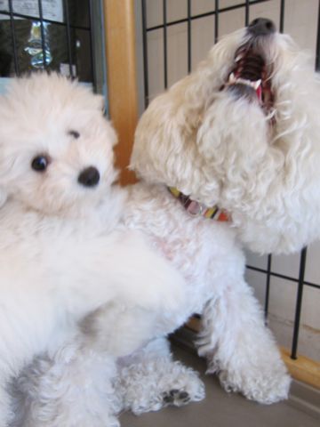 ビションフリーゼフントヒュッテ東京子犬こいぬかわいいビションフリーゼブリーダーかわいいビションフリーゼのいるお店文京区本駒込hundehutte仔犬ビション387.jpg