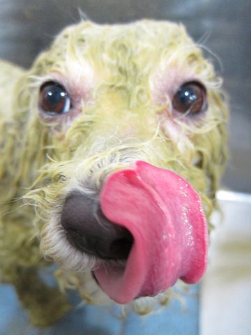 ビションフリーゼトリミング文京区フントヒュッテ駒込hundehutteビションカットスタイルナノオゾンペットシャワー使用トリミングサロン東京犬ハーブパック効果1.jpg