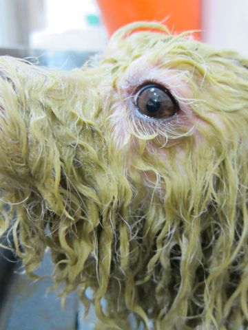 ビションフリーゼトリミング文京区フントヒュッテ駒込hundehutteビションカットスタイルナノオゾンペットシャワー使用トリミングサロン東京犬ハーブパック効果2.jpg