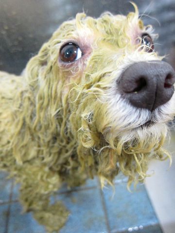 ビションフリーゼトリミング文京区フントヒュッテ駒込hundehutteビションカットスタイルナノオゾンペットシャワー使用トリミングサロン東京犬ハーブパック効果3.jpg