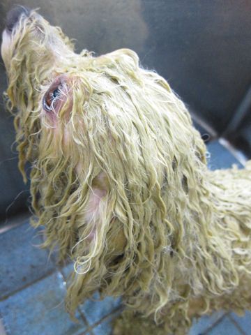 ビションフリーゼトリミング文京区フントヒュッテ駒込hundehutteビションカットスタイルナノオゾンペットシャワー使用トリミングサロン東京犬ハーブパック効果4.jpg