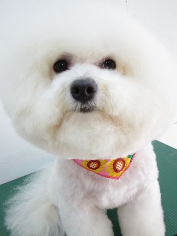 ビションフリーゼトリミング文京区フントヒュッテ駒込hundehutteビションカットスタイルナノオゾンペットシャワー使用トリミングサロン東京犬ハーブパック効果5.jpg