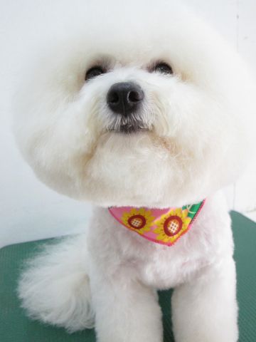 ビションフリーゼトリミング文京区フントヒュッテ駒込hundehutteビションカットスタイルナノオゾンペットシャワー使用トリミングサロン東京犬ハーブパック効果6.jpg