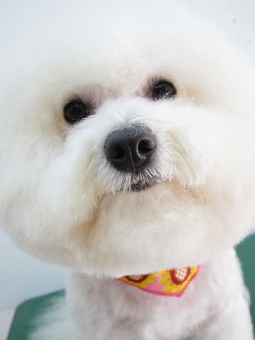 ビションフリーゼトリミング文京区フントヒュッテ駒込hundehutteビションカットスタイルナノオゾンペットシャワー使用トリミングサロン東京犬ハーブパック効果7.jpg