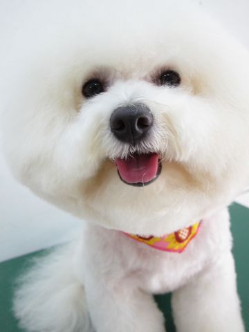 ビションフリーゼトリミング文京区フントヒュッテ駒込hundehutteビションカットスタイルナノオゾンペットシャワー使用トリミングサロン東京犬ハーブパック効果9.jpg