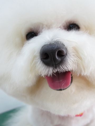 ビションフリーゼトリミング文京区フントヒュッテ駒込hundehutteビションカットスタイルナノオゾンペットシャワー使用トリミングサロン東京犬ハーブパック効果10.jpg