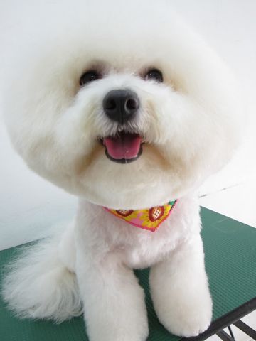 ビションフリーゼトリミング文京区フントヒュッテ駒込hundehutteビションカットスタイルナノオゾンペットシャワー使用トリミングサロン東京犬ハーブパック効果11.jpg