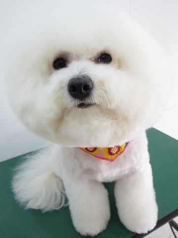 ビションフリーゼトリミング文京区フントヒュッテ駒込hundehutteビションカットスタイルナノオゾンペットシャワー使用トリミングサロン東京犬ハーブパック効果13.jpg