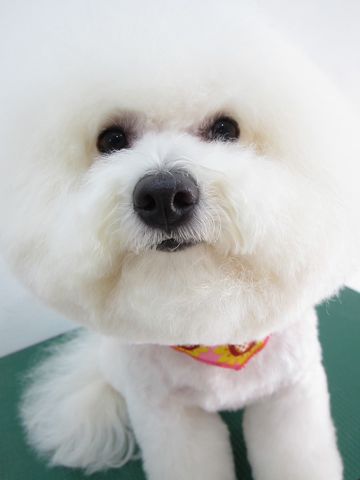 ビションフリーゼトリミング文京区フントヒュッテ駒込hundehutteビションカットスタイルナノオゾンペットシャワー使用トリミングサロン東京犬ハーブパック効果14.jpg
