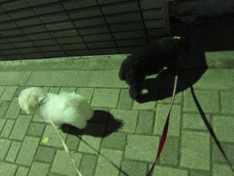 ビションフリーゼフントヒュッテ東京子犬こいぬかわいいビションフリーゼブリーダーかわいいビションフリーゼのいるお店文京区本駒込hundehutte仔犬ビション393.jpg