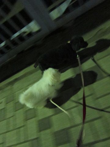 ビションフリーゼフントヒュッテ東京子犬こいぬかわいいビションフリーゼブリーダーかわいいビションフリーゼのいるお店文京区本駒込hundehutte仔犬ビション394.jpg