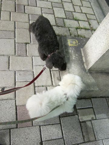 ビションフリーゼフントヒュッテ東京子犬こいぬかわいいビションフリーゼブリーダーかわいいビションフリーゼのいるお店文京区本駒込hundehutte仔犬ビション395.jpg