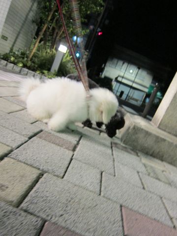 ビションフリーゼフントヒュッテ東京子犬こいぬかわいいビションフリーゼブリーダーかわいいビションフリーゼのいるお店文京区本駒込hundehutte仔犬ビション396.jpg