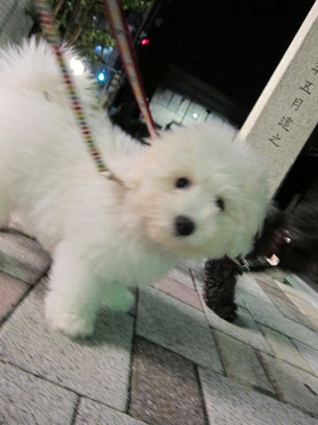ビションフリーゼフントヒュッテ東京子犬こいぬかわいいビションフリーゼブリーダーかわいいビションフリーゼのいるお店文京区本駒込hundehutte仔犬ビション397.jpg