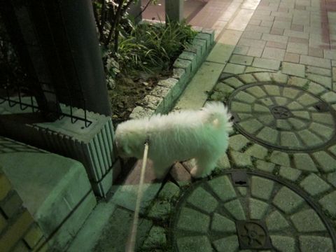 ビションフリーゼフントヒュッテ東京子犬こいぬかわいいビションフリーゼブリーダーかわいいビションフリーゼのいるお店文京区本駒込hundehutte仔犬ビション398.jpg