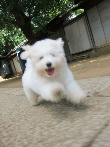 ビションフリーゼフントヒュッテ東京子犬こいぬかわいいビションフリーゼブリーダーかわいいビションフリーゼのいるお店文京区本駒込hundehutte仔犬ビション400.jpg