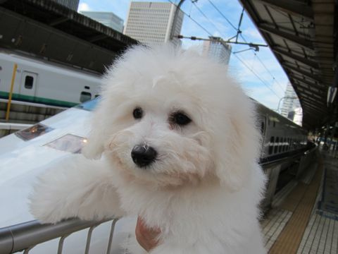 ビションフリーゼフントヒュッテ東京子犬こいぬかわいいビションフリーゼブリーダーかわいいビションフリーゼのいるお店文京区本駒込hundehutte仔犬ビションa.jpg