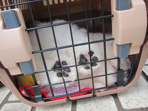 ビションフリーゼフントヒュッテ東京子犬こいぬかわいいビションフリーゼブリーダーかわいいビションフリーゼのいるお店文京区本駒込hundehutte仔犬ビションd.jpg