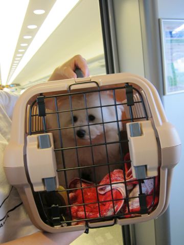 ビションフリーゼフントヒュッテ東京子犬こいぬかわいいビションフリーゼブリーダーかわいいビションフリーゼのいるお店文京区本駒込hundehutte仔犬ビションf.jpg