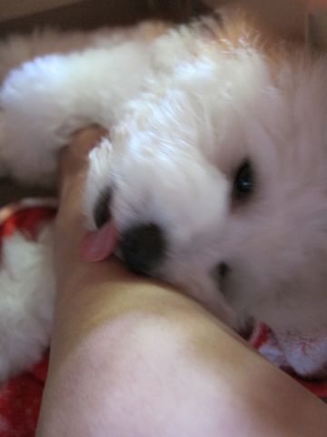 ビションフリーゼフントヒュッテ東京子犬こいぬかわいいビションフリーゼブリーダーかわいいビションフリーゼのいるお店文京区本駒込hundehutte仔犬ビションg.jpg