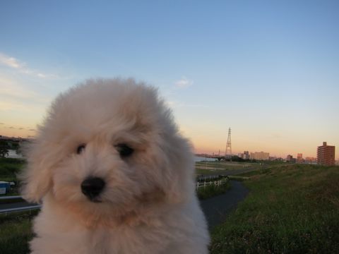 ビションフリーゼフントヒュッテ東京子犬こいぬかわいいビションフリーゼブリーダーかわいいビションフリーゼのいるお店文京区本駒込hundehutte仔犬ビション406.jpg