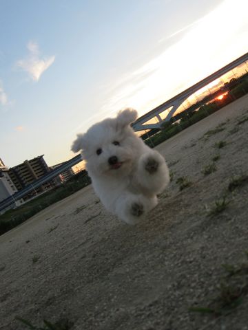 ビションフリーゼフントヒュッテ東京子犬こいぬかわいいビションフリーゼブリーダーかわいいビションフリーゼのいるお店文京区本駒込hundehutte仔犬ビション412.jpg