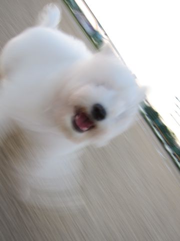 ビションフリーゼフントヒュッテ東京子犬こいぬかわいいビションフリーゼブリーダーかわいいビションフリーゼのいるお店文京区本駒込hundehutte仔犬ビション423.jpg